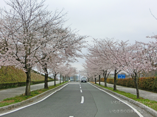 4月6日（土）　県立いわき公園周辺のソメイヨシノ_f0105342_14143145.jpg