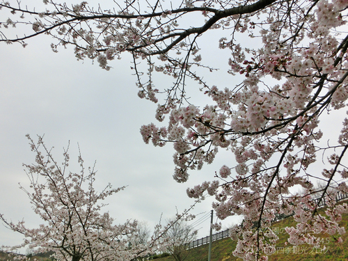 4月6日（土）　県立いわき公園周辺のソメイヨシノ_f0105342_14145224.jpg