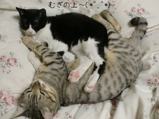 仲良く就寝中・・・Zzz…(*´～｀*)｡o○ ﾑﾆｬﾑﾆｬ_c0259945_1059620.jpg