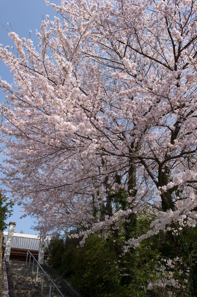 ★ご近所桜巡り　１６　長谷寺　福津市手光_b0023047_431062.jpg