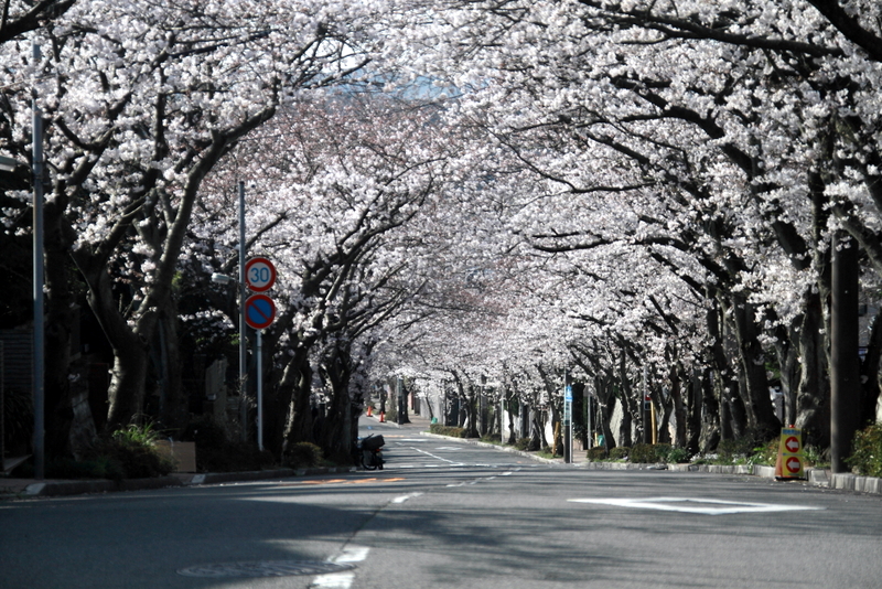 逗子ハイランドの桜2013 逗子生活はじめます 逗子ハイランドの桜2013 逗子生活はじめます