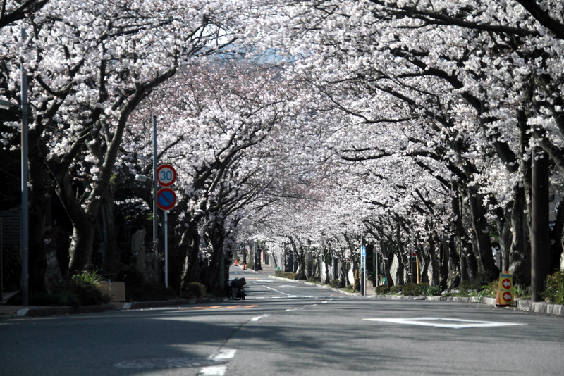 逗子ハイランドの桜２０１３ 逗子生活はじめます