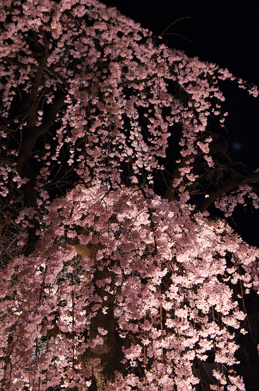 祇園白川・円山公園・夜桜_f0155048_19162613.jpg