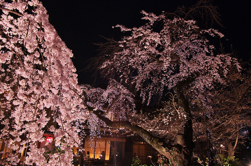 祇園白川・円山公園・夜桜_f0155048_19163211.jpg