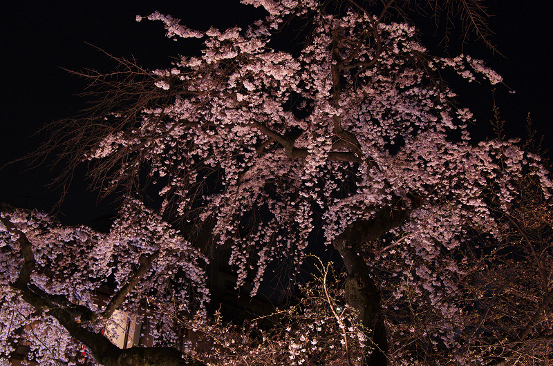 祇園白川・円山公園・夜桜_f0155048_1982183.jpg