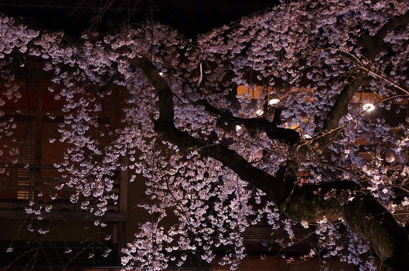 祇園白川・円山公園・夜桜_f0155048_1984546.jpg