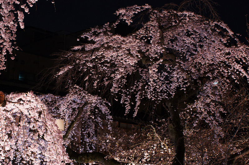 祇園白川・円山公園・夜桜_f0155048_198636.jpg