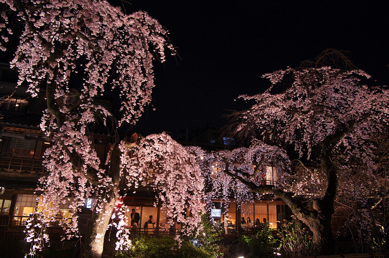 祇園白川・円山公園・夜桜_f0155048_1991478.jpg