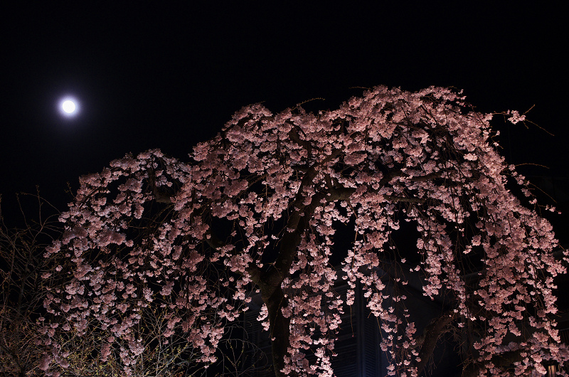 祇園白川・円山公園・夜桜_f0155048_1994825.jpg