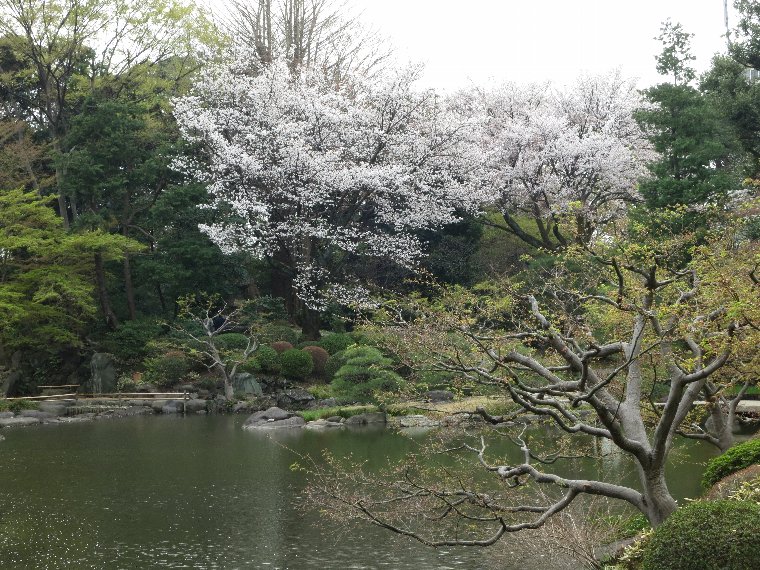 桜咲く東京のこんなところ_d0048750_20384780.jpg