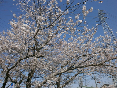 桜満開です！！_a0114155_1054728.jpg