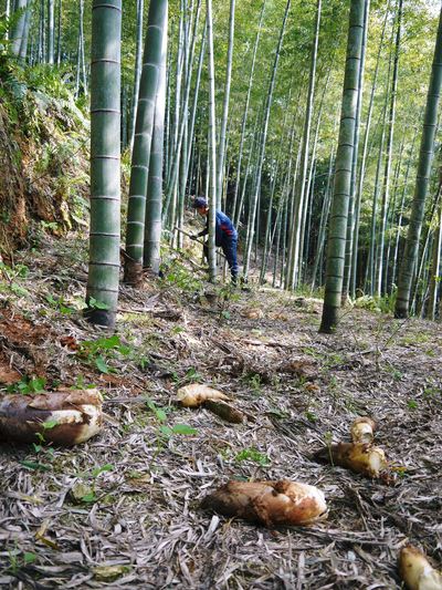 幻の白い「長生たけのこ」 たけのこ掘りに同行取材 その2_a0254656_17154549.jpg