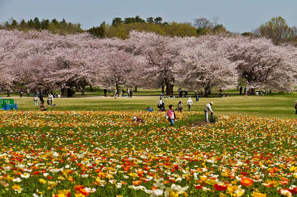 春の女神のよう_f0044056_94164.jpg