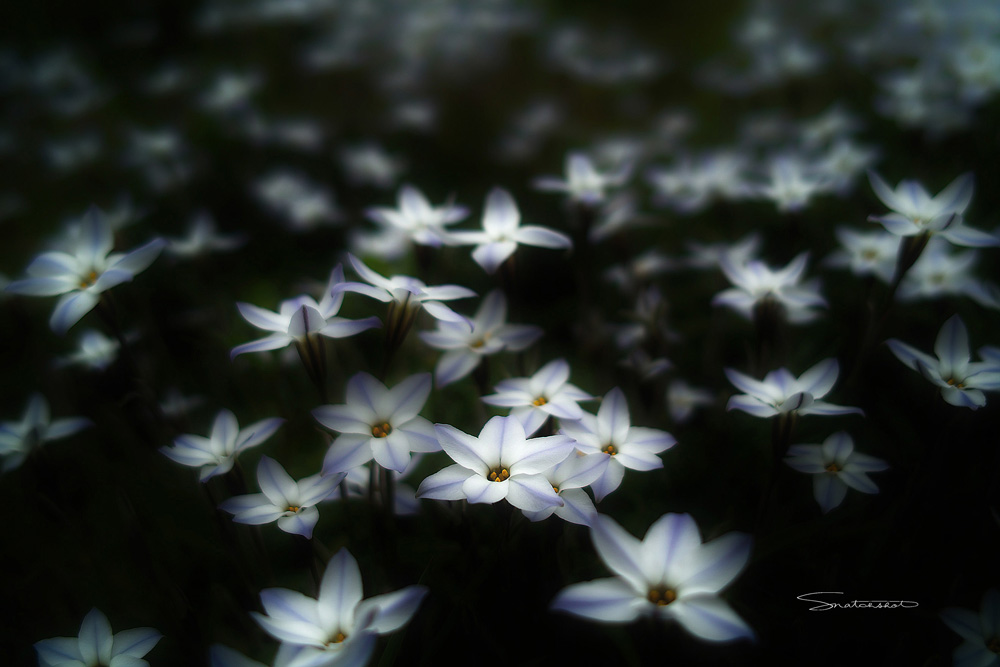 dance of white butterflies_d0122257_20585764.jpg