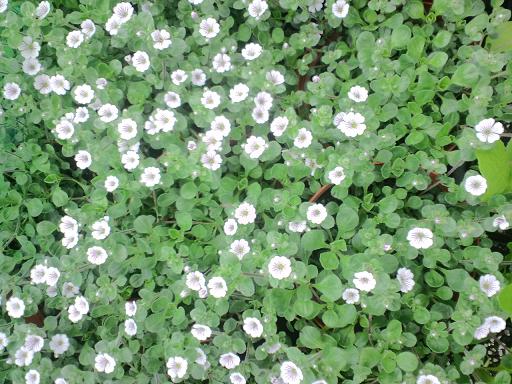白い絨毯 カーペットカスミソウ 農園花の木の四季
