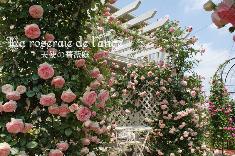 天使の薔薇庭 エキサイト訪問用 天使の薔薇庭 エキサイト訪問用