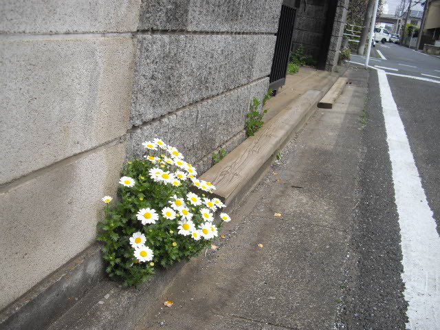 これって根性花ですよ～_d0116059_2214124.jpg