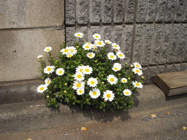 これって根性花ですよ~_d0116059_2224162.jpg