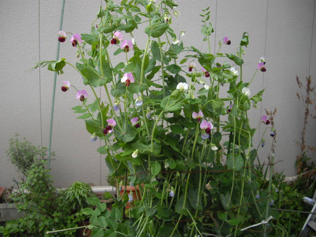 これって根性花ですよ~_d0116059_225039.jpg