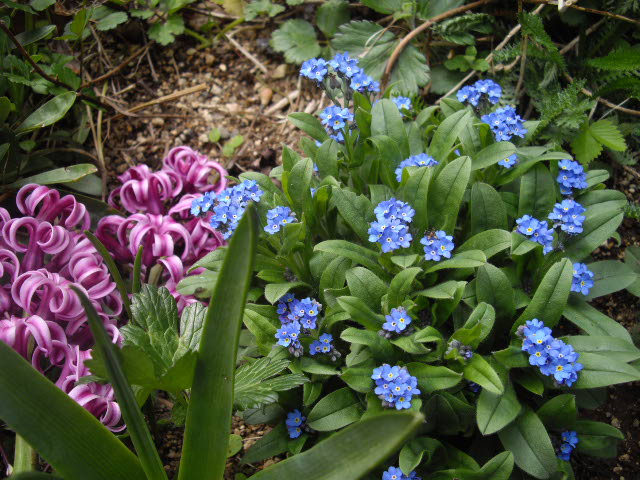 これって根性花ですよ~_d0116059_2282668.jpg