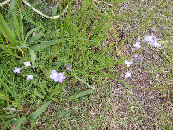 ’13,4,6(土)銀座は熟女で花開く!_f0060461_20308.jpg