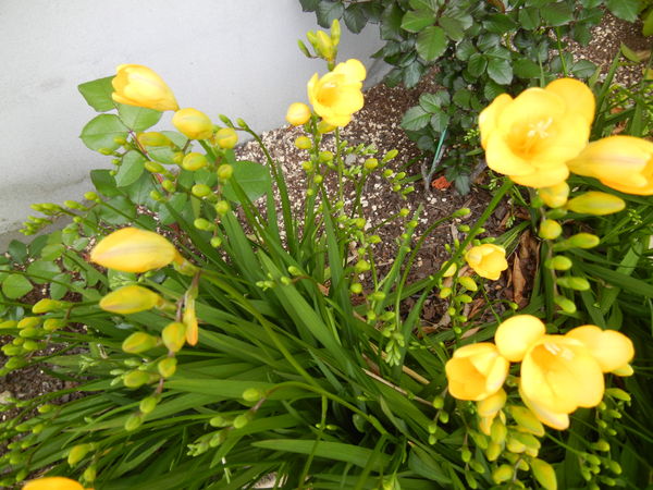 ’13,4,6(土)銀座は熟女で花開く!_f0060461_205467.jpg