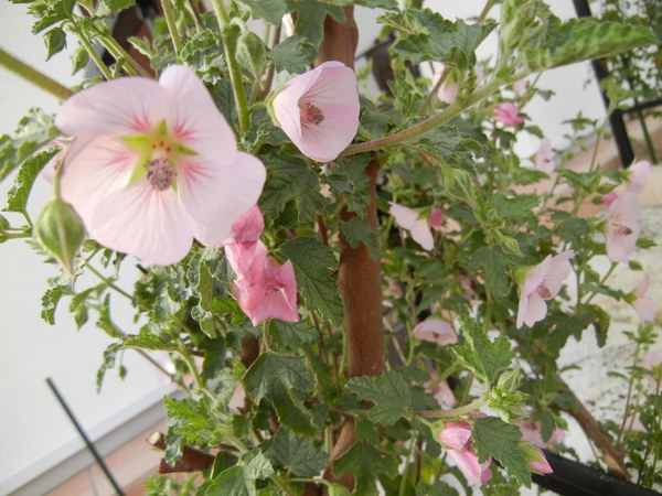 ’13,4,6(土)銀座は熟女で花開く!_f0060461_2083333.jpg