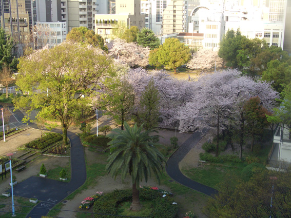 毎度お馴染みの花見_b0107163_1442257.jpg