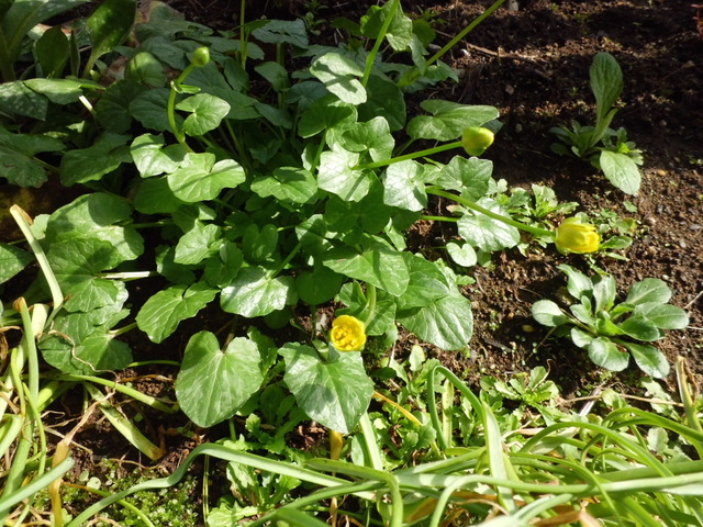 東側花壇の芽吹き・花～_d0233866_1035195.jpg