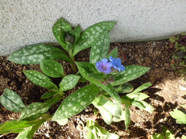 東側花壇の芽吹き・花～_d0233866_1036921.jpg