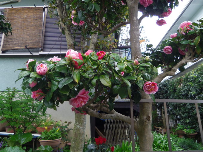 e0031572_9629.jpg