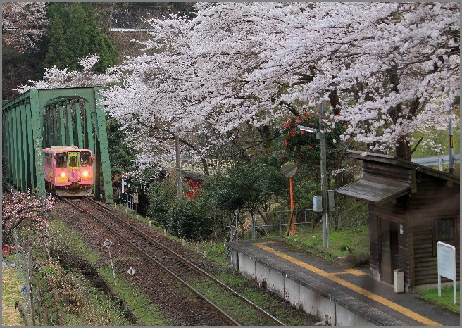 ☆　桜と樽見鉄道、ベニシジミなど　☆_f0181173_16333545.jpg