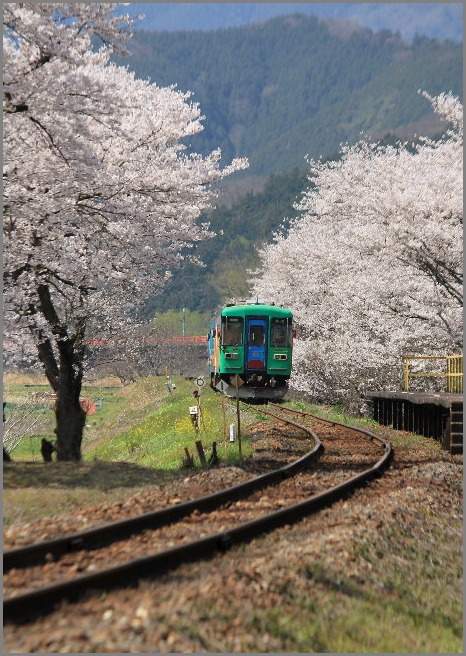 ☆　桜と樽見鉄道、ベニシジミなど　☆_f0181173_1681947.jpg