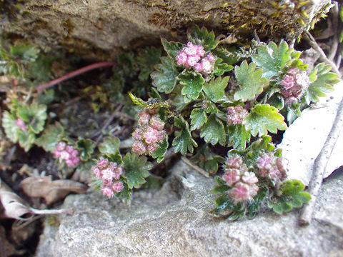 c0002874_16251574.jpg