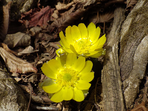 c0002874_16475991.jpg