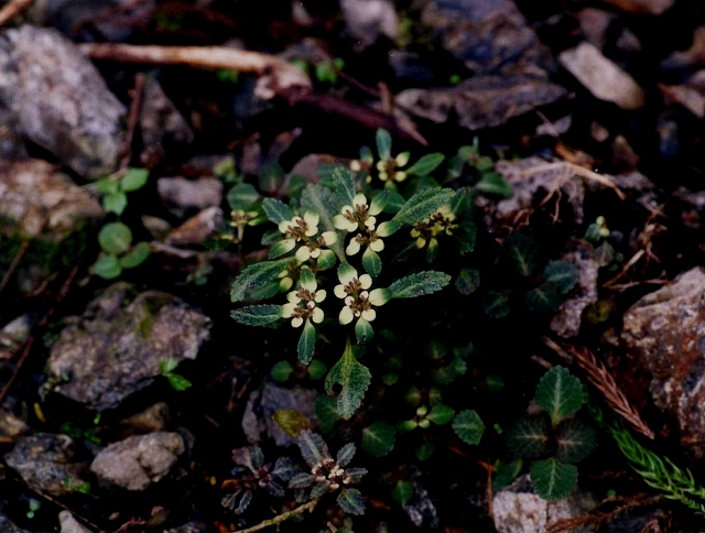 d0019074_8295414.jpg