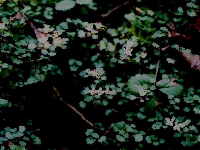 d0019074_830322.jpg