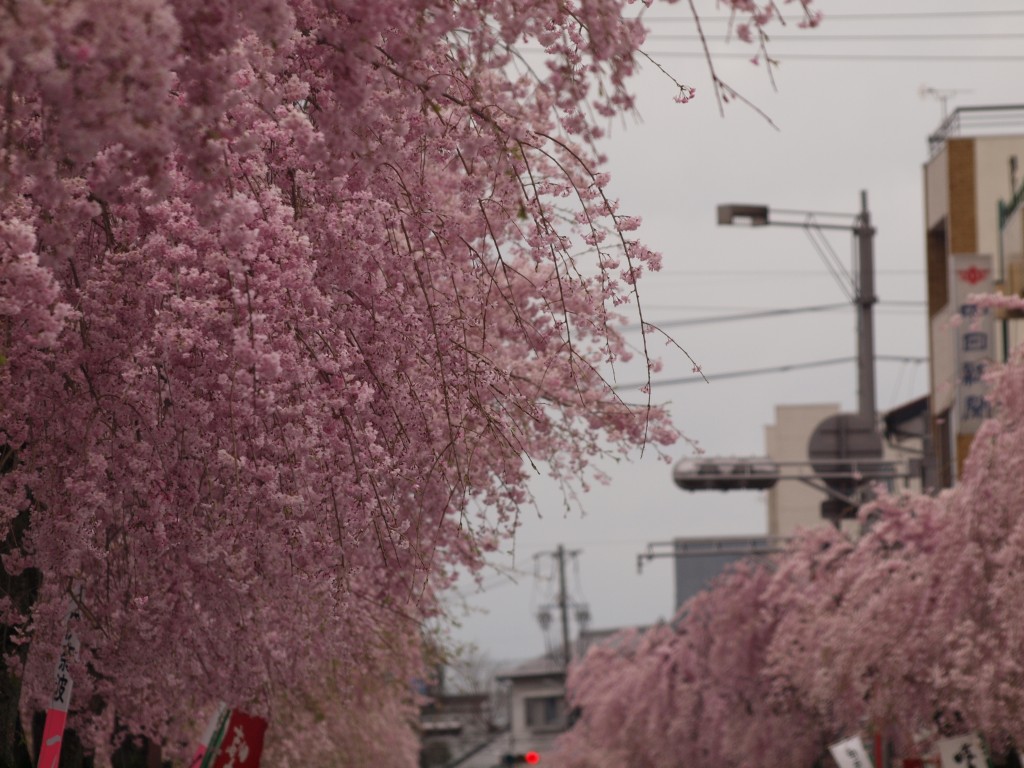 『伊奈波（いなば）神社の枝垂桜と山車』_d0054276_20412374.jpg