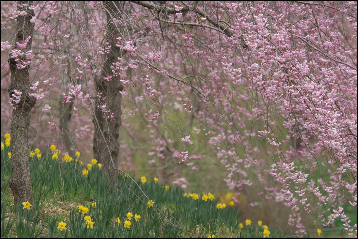 さまざまな桜_b0044477_23564294.jpg