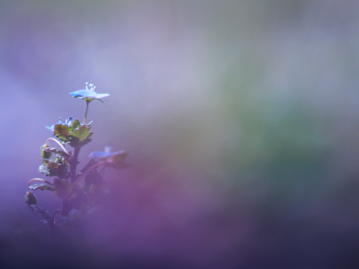 小さなお花たち in 野川_a0161380_113942.jpg