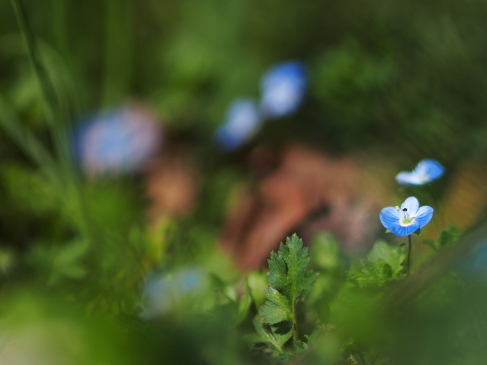 小さなお花たち in 野川_a0161380_1164983.jpg