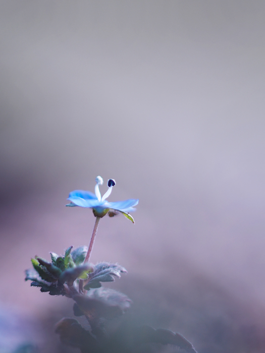小さなお花たち in 野川_a0161380_1181695.jpg