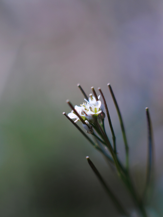 小さなお花たち in 野川_a0161380_1191930.jpg