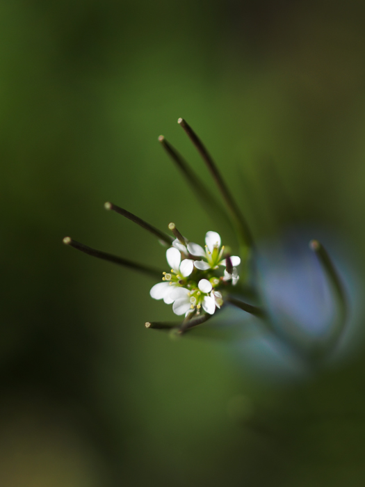 小さなお花たち in 野川_a0161380_120184.jpg