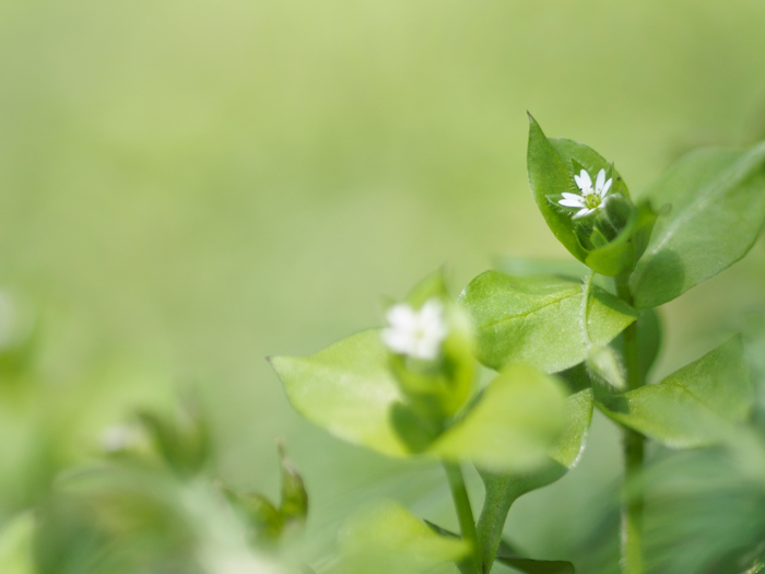 小さなお花たち in 野川_a0161380_1234372.jpg