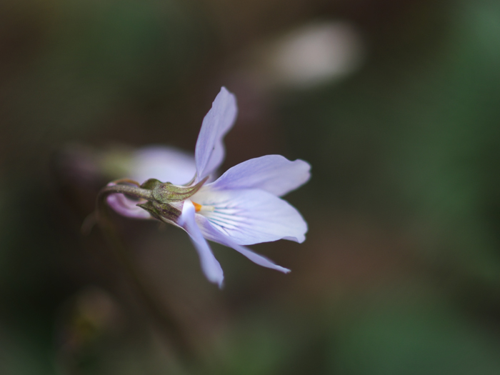 小さなお花たち in 野川_a0161380_140398.jpg