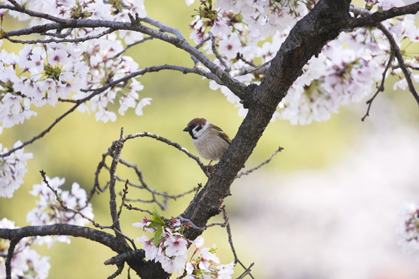 桜と雀。_b0247880_8413283.jpg