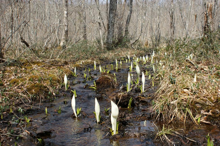 水芭蕉の森開花状況～２０１３年４月５日_f0170180_10345597.jpg