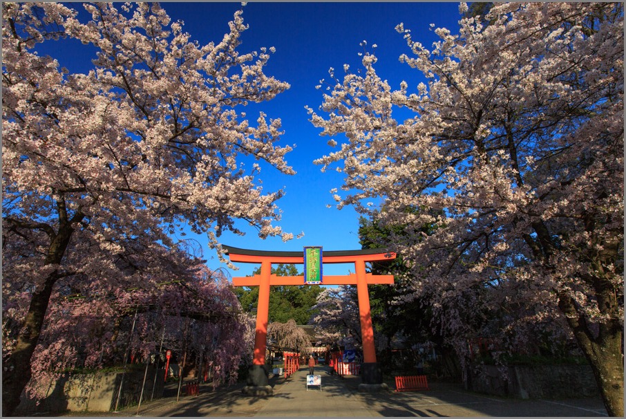 桜！　平野神社_b0128581_22254958.jpg