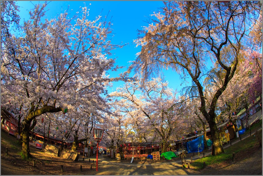 桜！　平野神社_b0128581_22263554.jpg